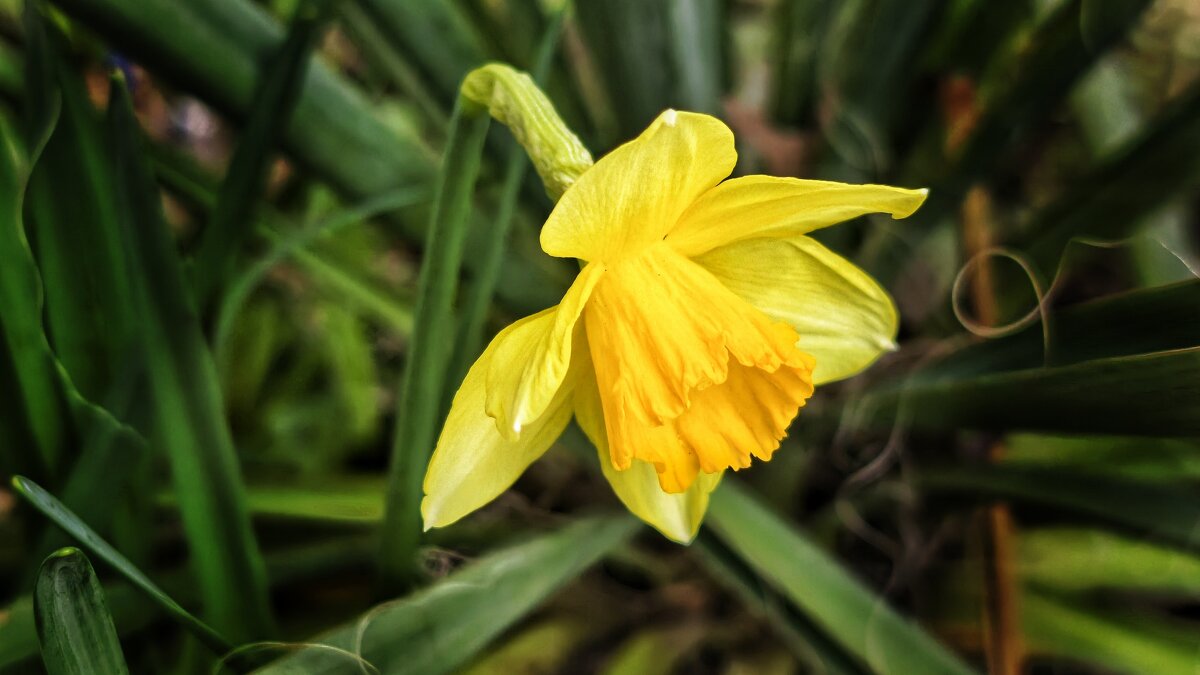 Нарцис - Мариша Тим