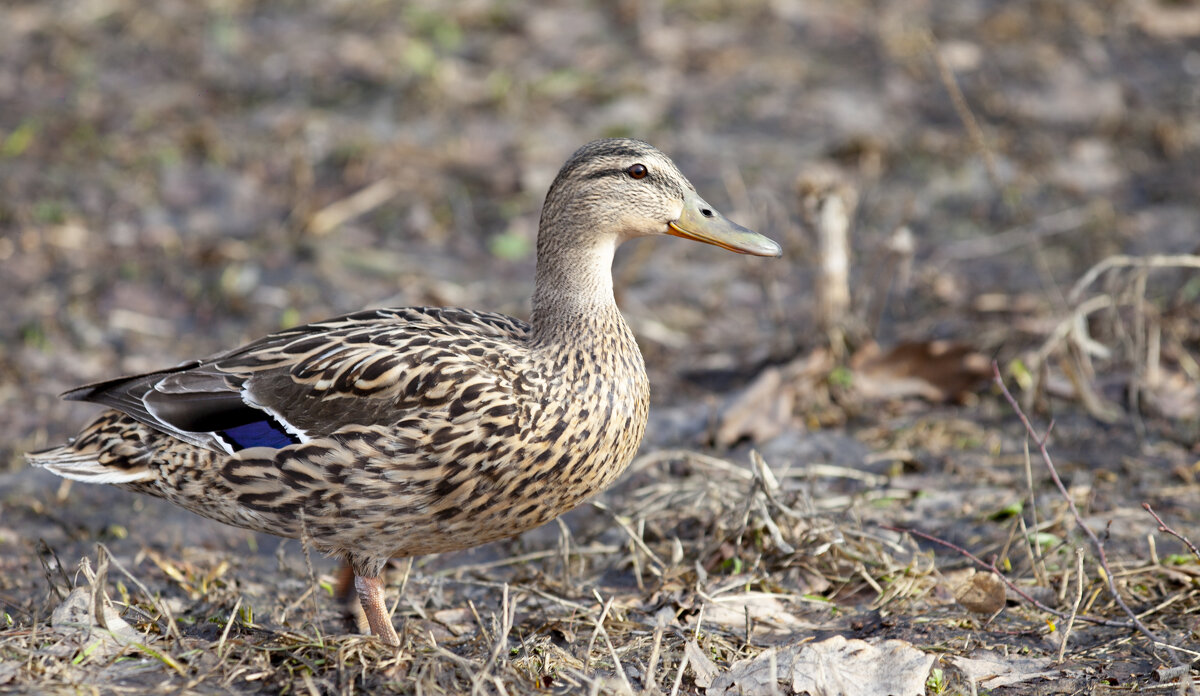--- - Константин 