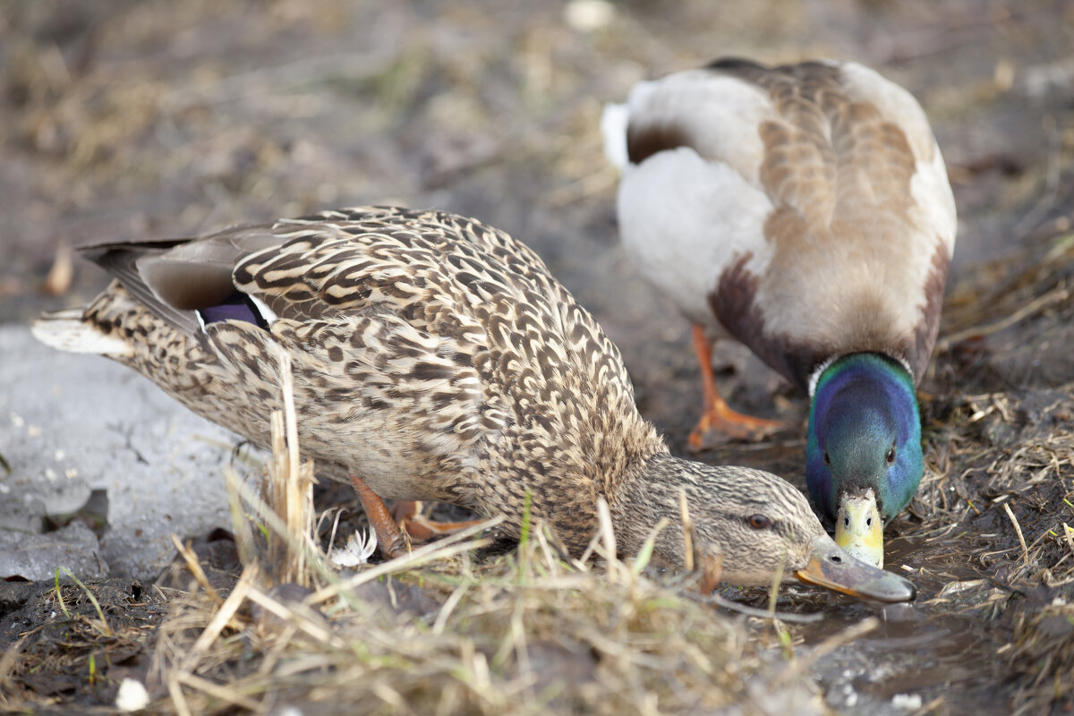 парочка - Константин 