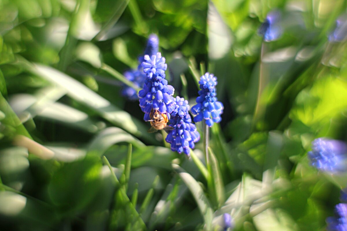 пчела - Николай 