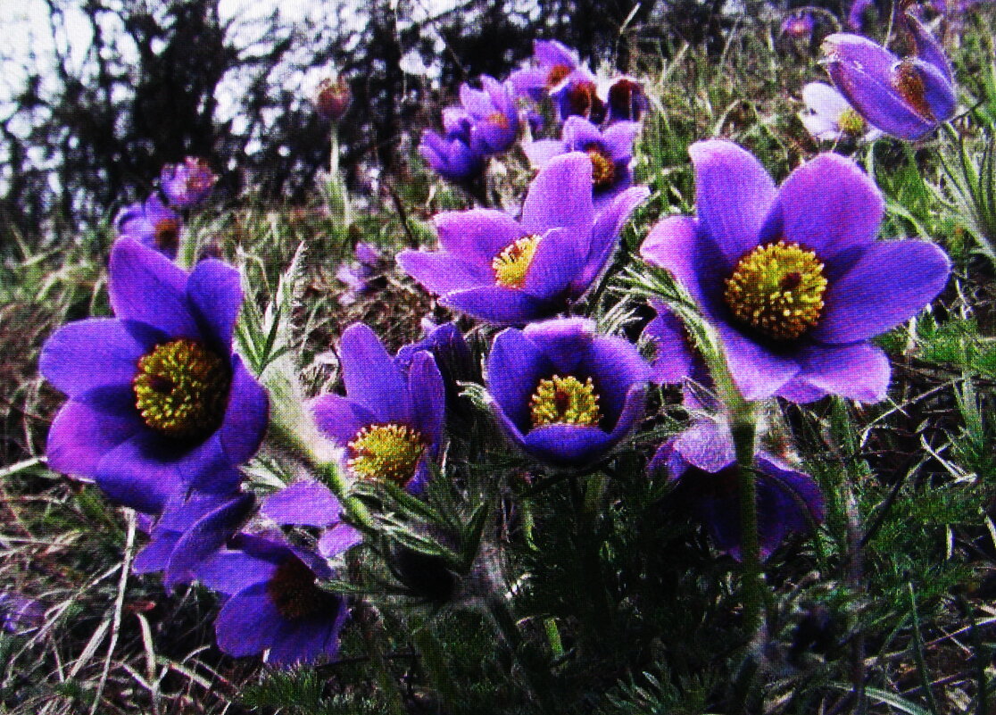 Сон-трава - Людмила Смородинская