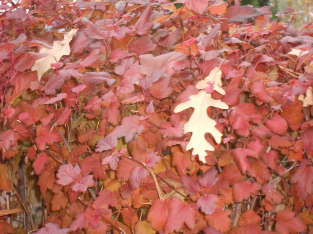 роспись осени - Елена Шаламова