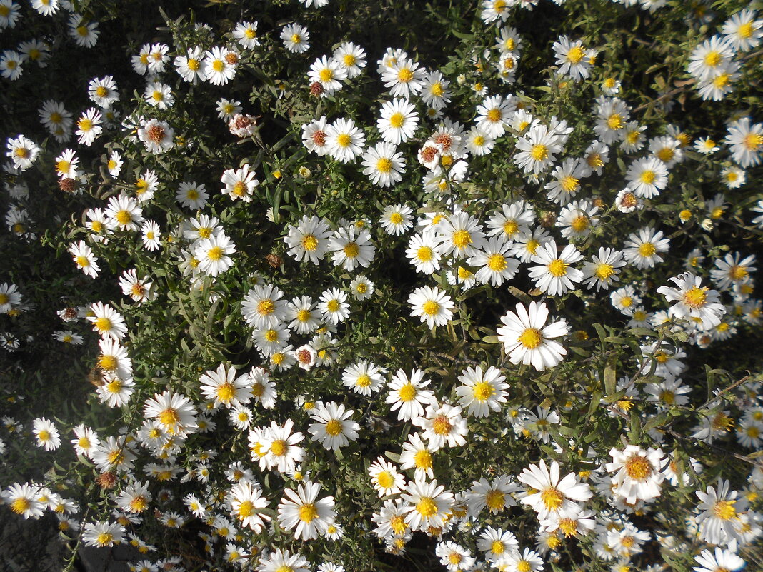 октябринки - Елена Шаламова