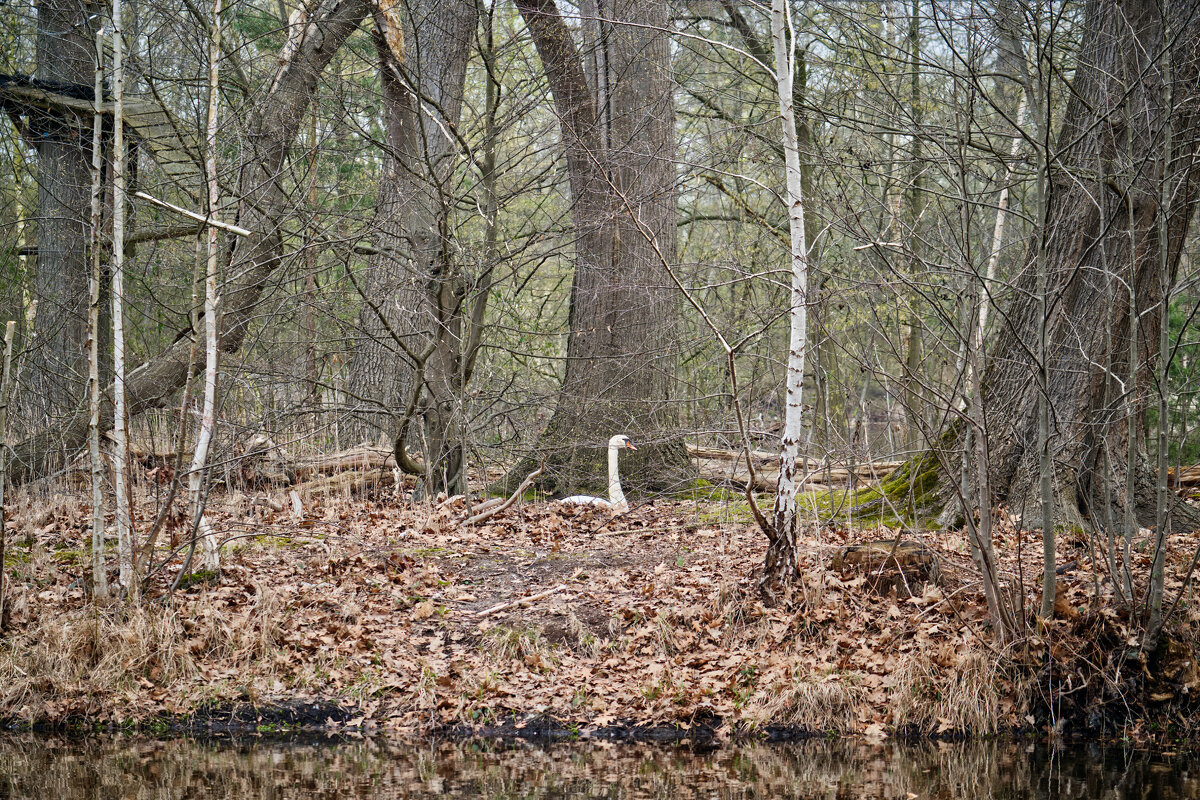 У пруда - Jakob Dick