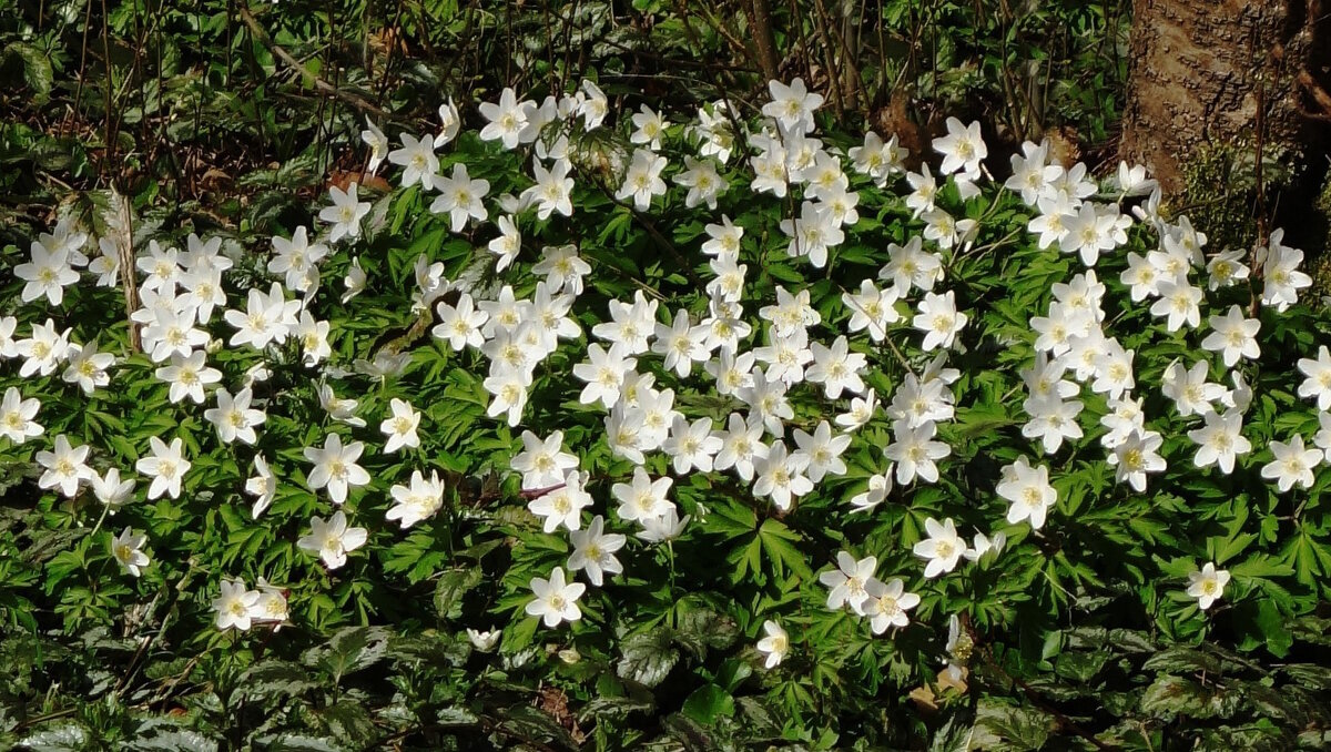 Ветреница - Рита Симонова