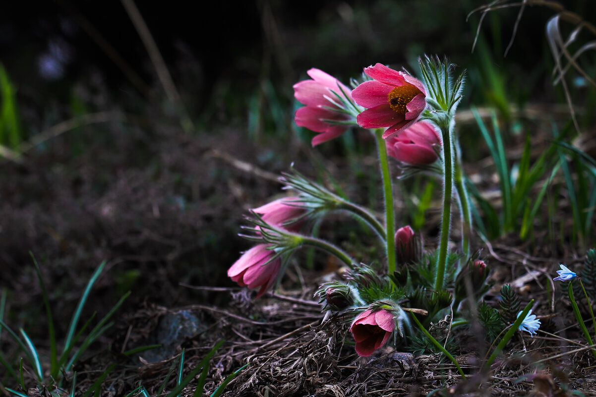 Прострел - Игорь Шевченко