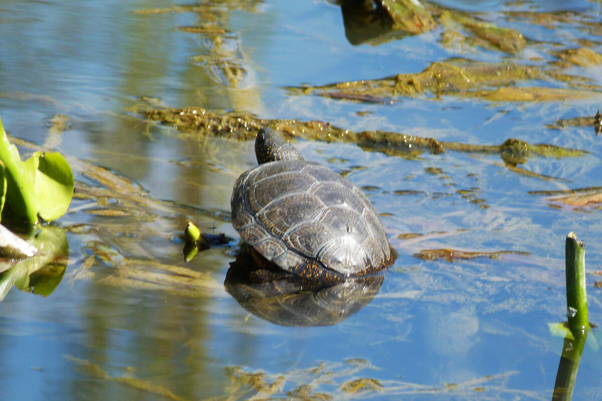 Черепашка - Валентин Семчишин Черепашка - Валентин Семчишин
