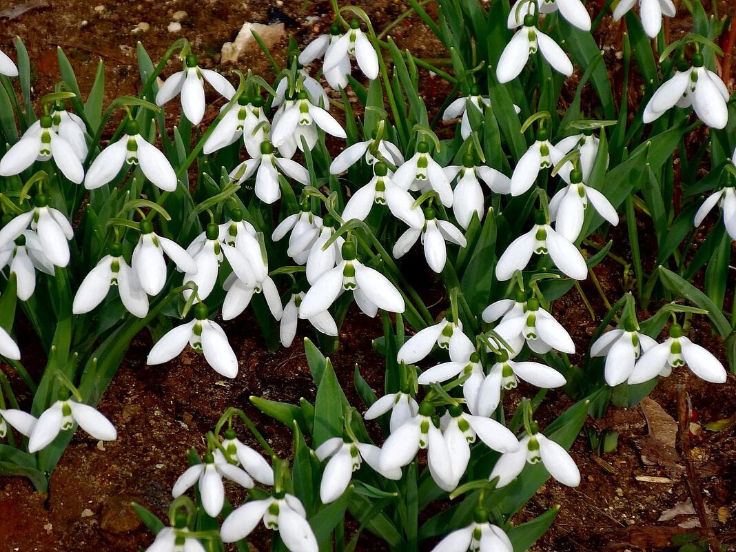 Словно белые бабочки порхают--- цветут подснежники..... - Наталья *** Словно белые бабочки порхают--- цветут подснежники..... - Наталья ***