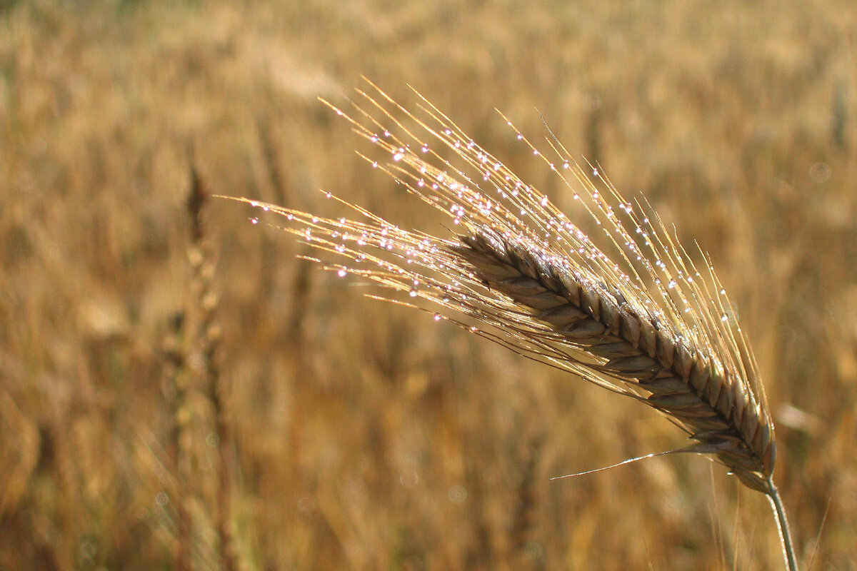 Утренняя роса - Владимир Гришин