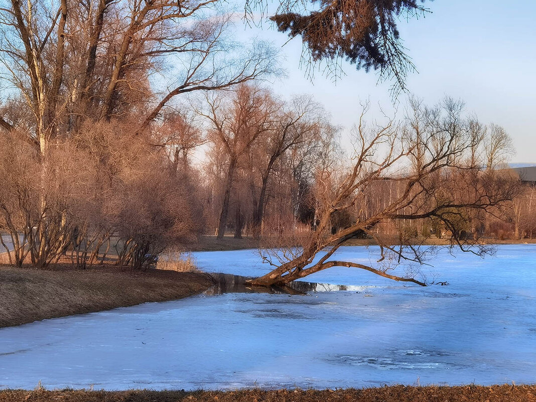Весенние зарисовки в парке Победы. - Лилия *