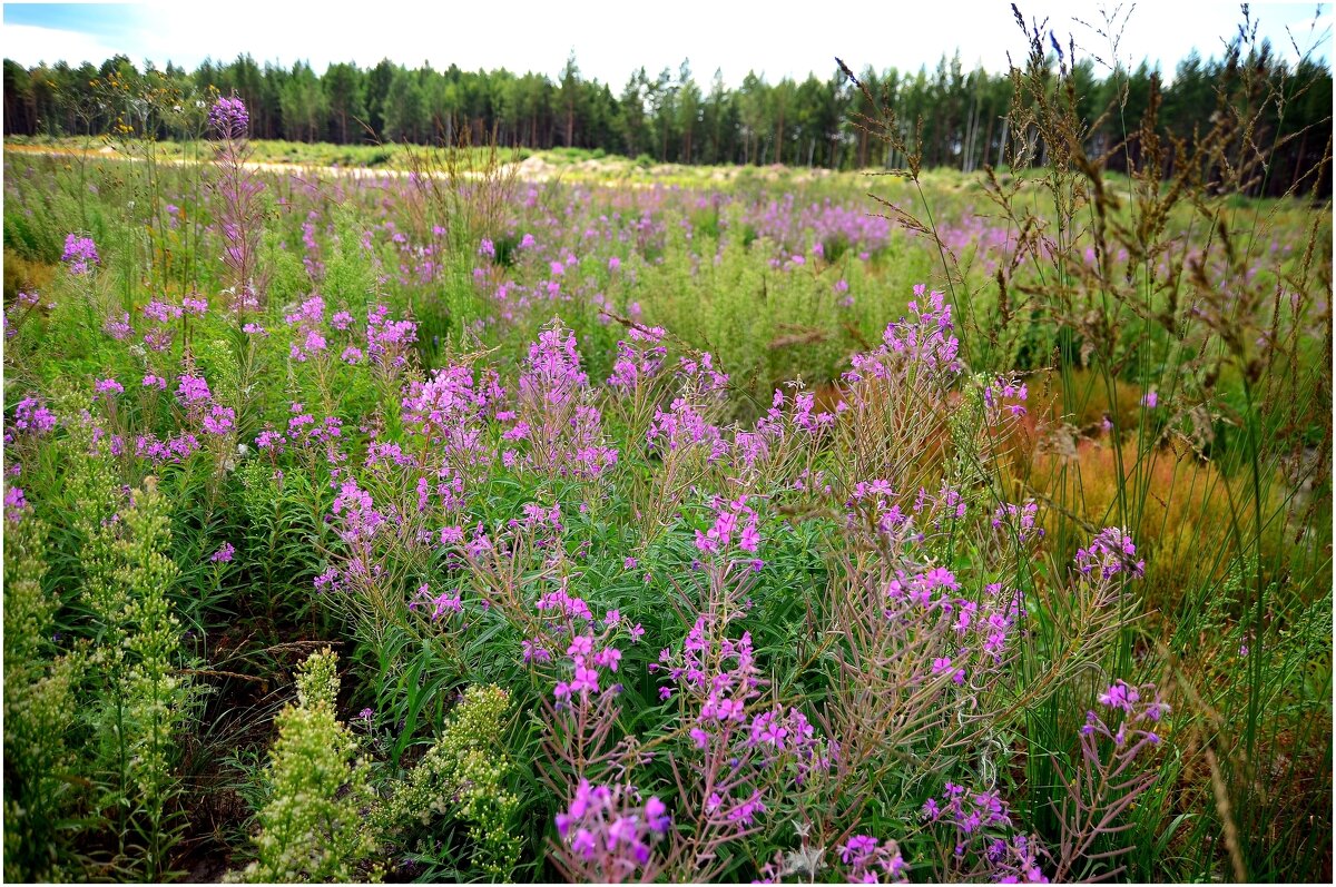 Иван-чай. - Михаил К