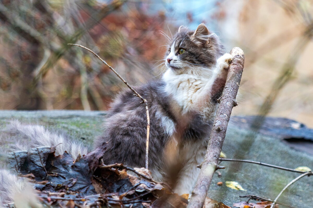 Позёрша. - Анатолий. Chesnavik.