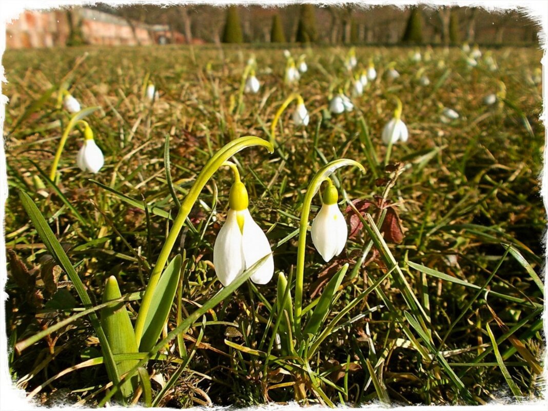 Подснежники - VasiLina *