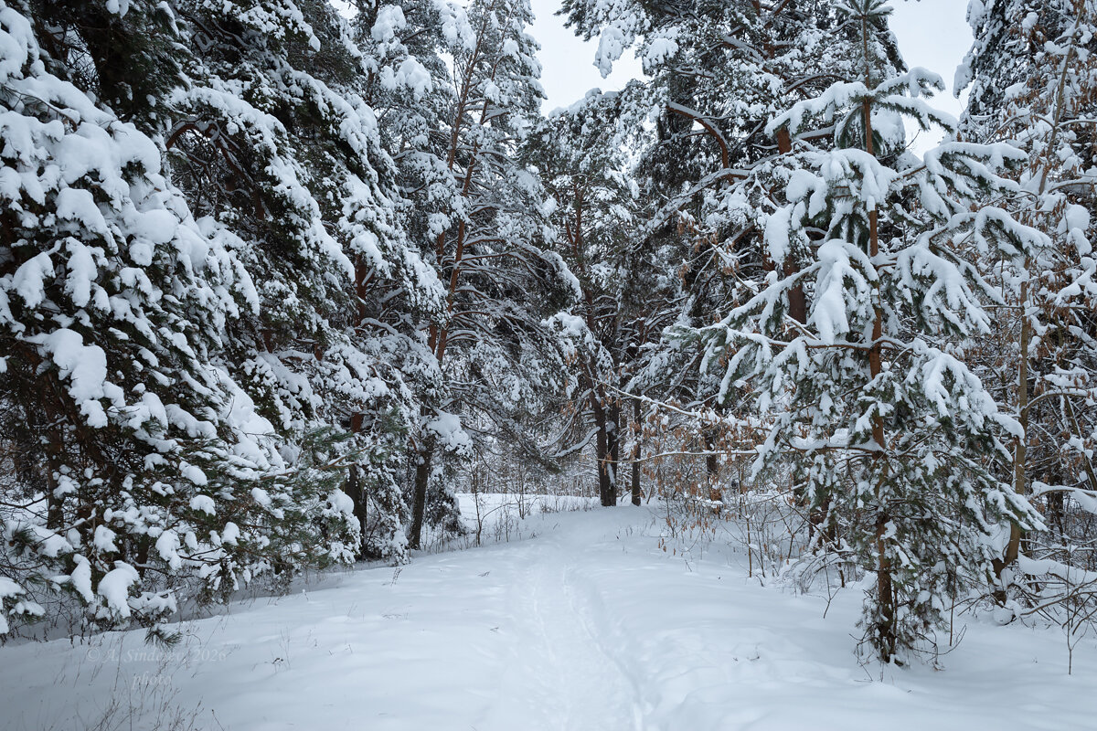 Январь в лесу - Александр Синдерёв