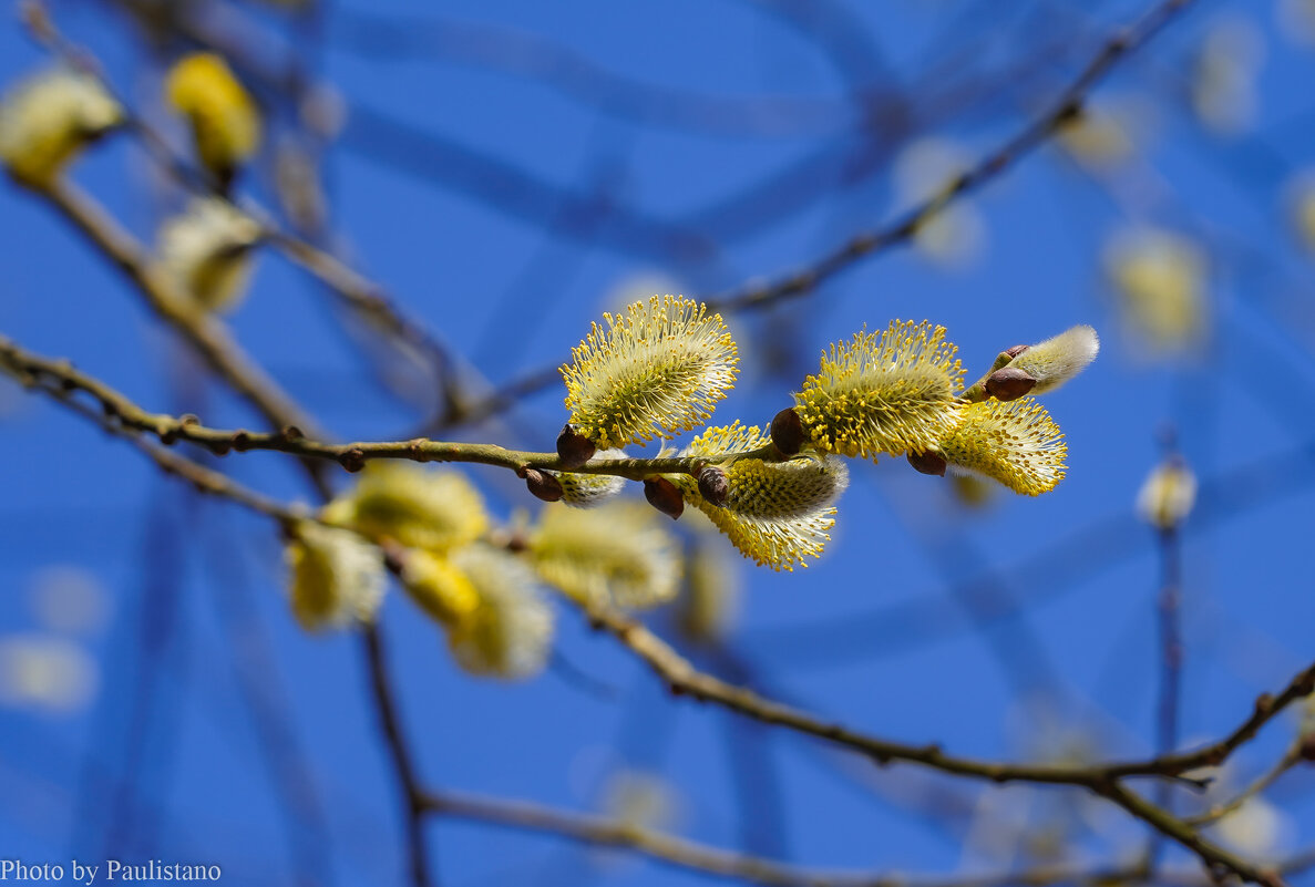 Палитра апреля... - Владимир Жданов Палитра апреля... - Владимир Жданов