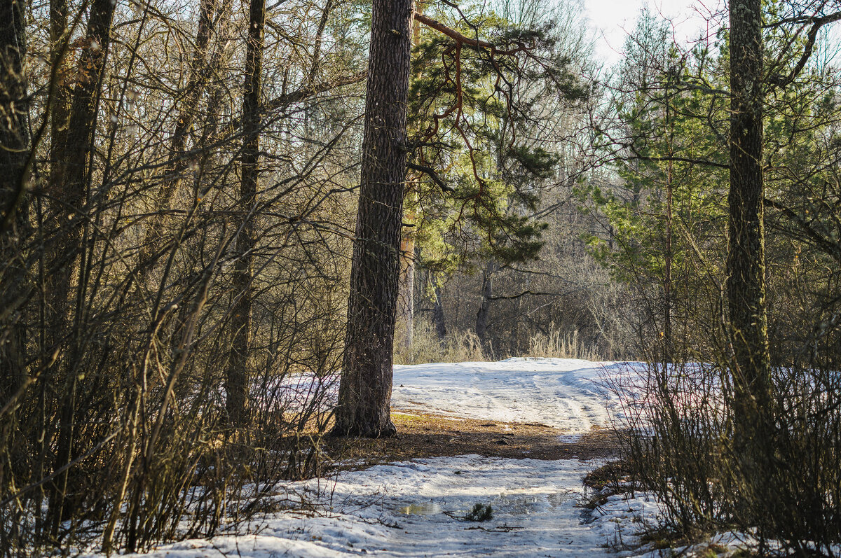 Прогулка по весеннему лесу. До свидания, зима! - Валерий VRN Прогулка по весеннему лесу. До свидания, зима! - Валерий VRN