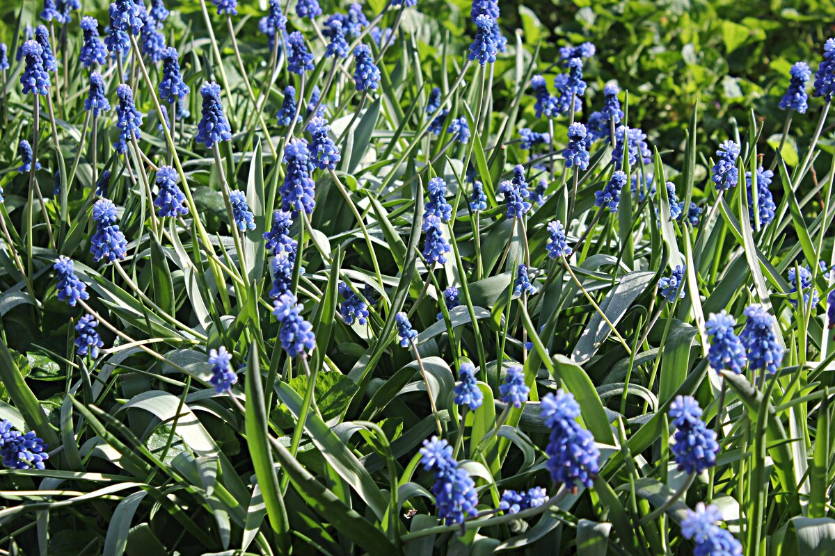 мускарики - Николай 