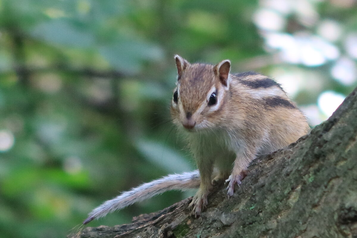 В лесу - Галина Козлова 