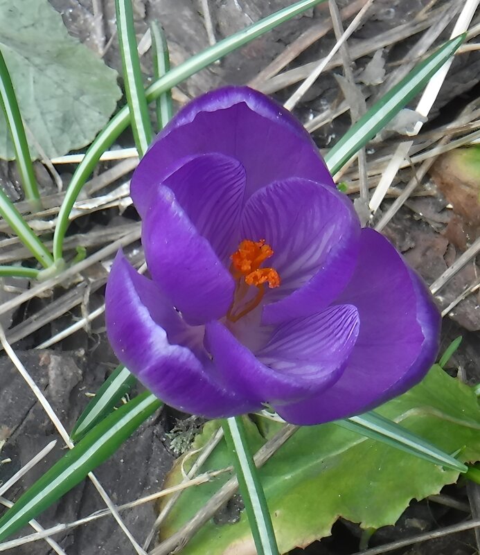 Крокус - Елена Сухорученкова