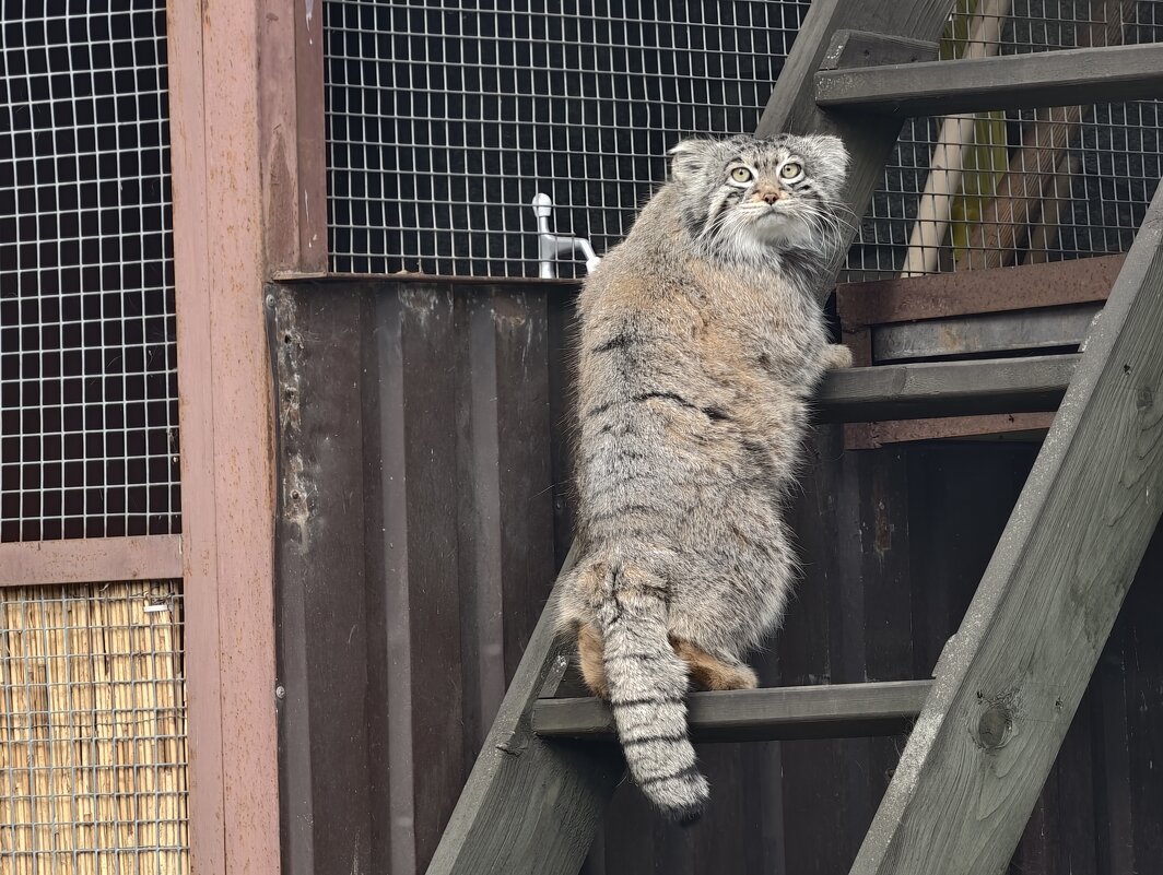 Манул Тимофей - <<< Наташа >>> Манул Тимофей - <<< Наташа >>>