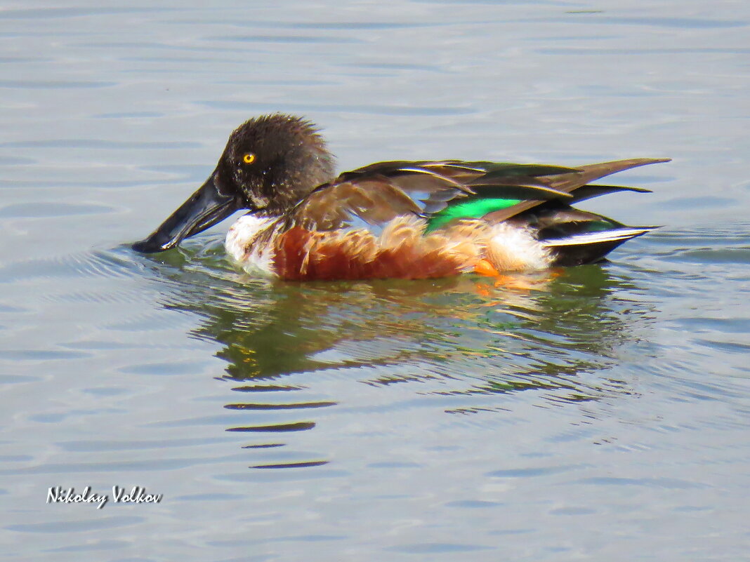 Шилоклювка - Николай Волков