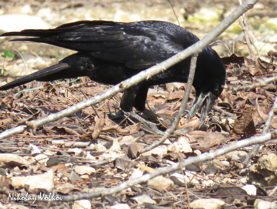 Ворон лакомится орехами - Николай Волков
