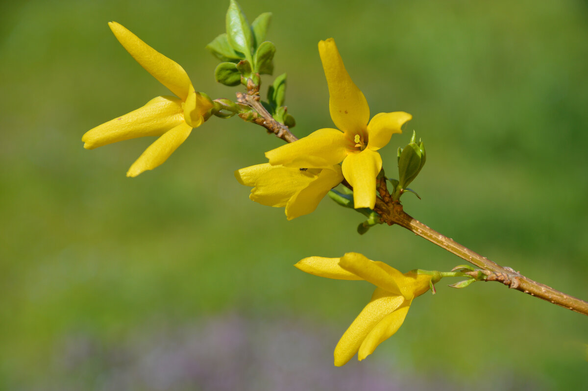 Весенние солнышки.... - Надежда Куркина Весенние солнышки.... - Надежда Куркина
