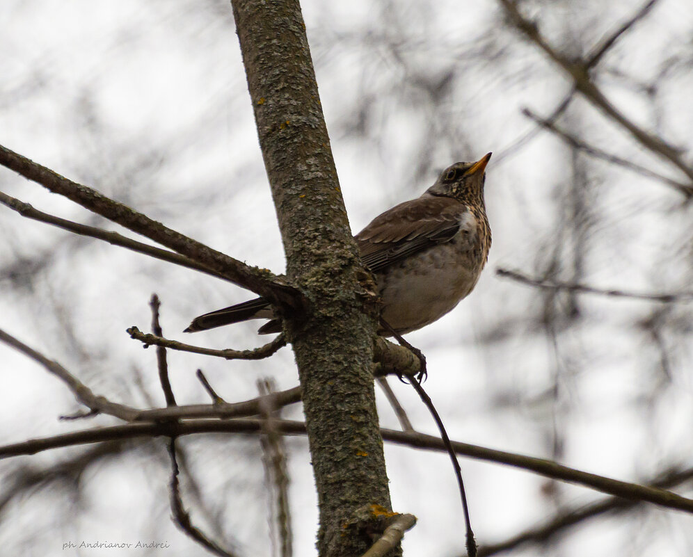 Дрозд. - Андрей Андрианов