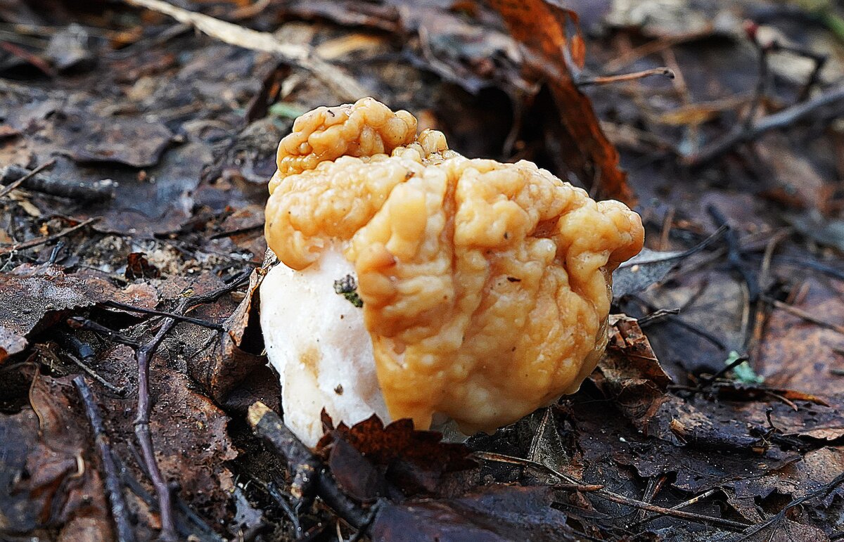 Первый весенний гриб - Татьяна Тюменка Первый весенний гриб - Татьяна Тюменка