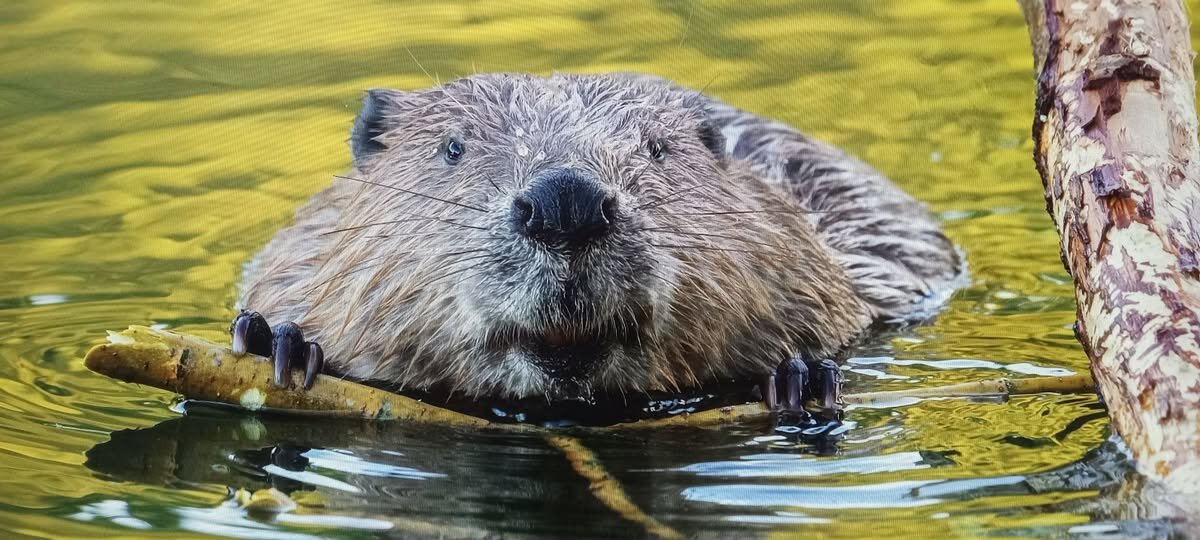 Ну шо ? Будем строить ?! Весна ужо... - Валерий Кокорев