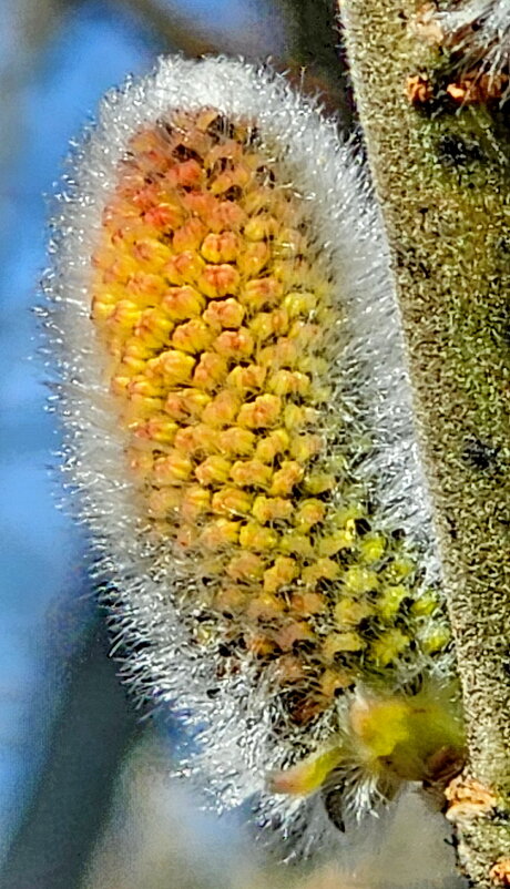 Верба - Михаил Свиденцов