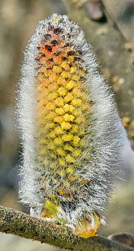 Верба - Михаил Свиденцов