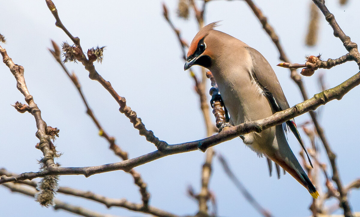 Свиристель - Владимир Безбородов Свиристель - Владимир Безбородов