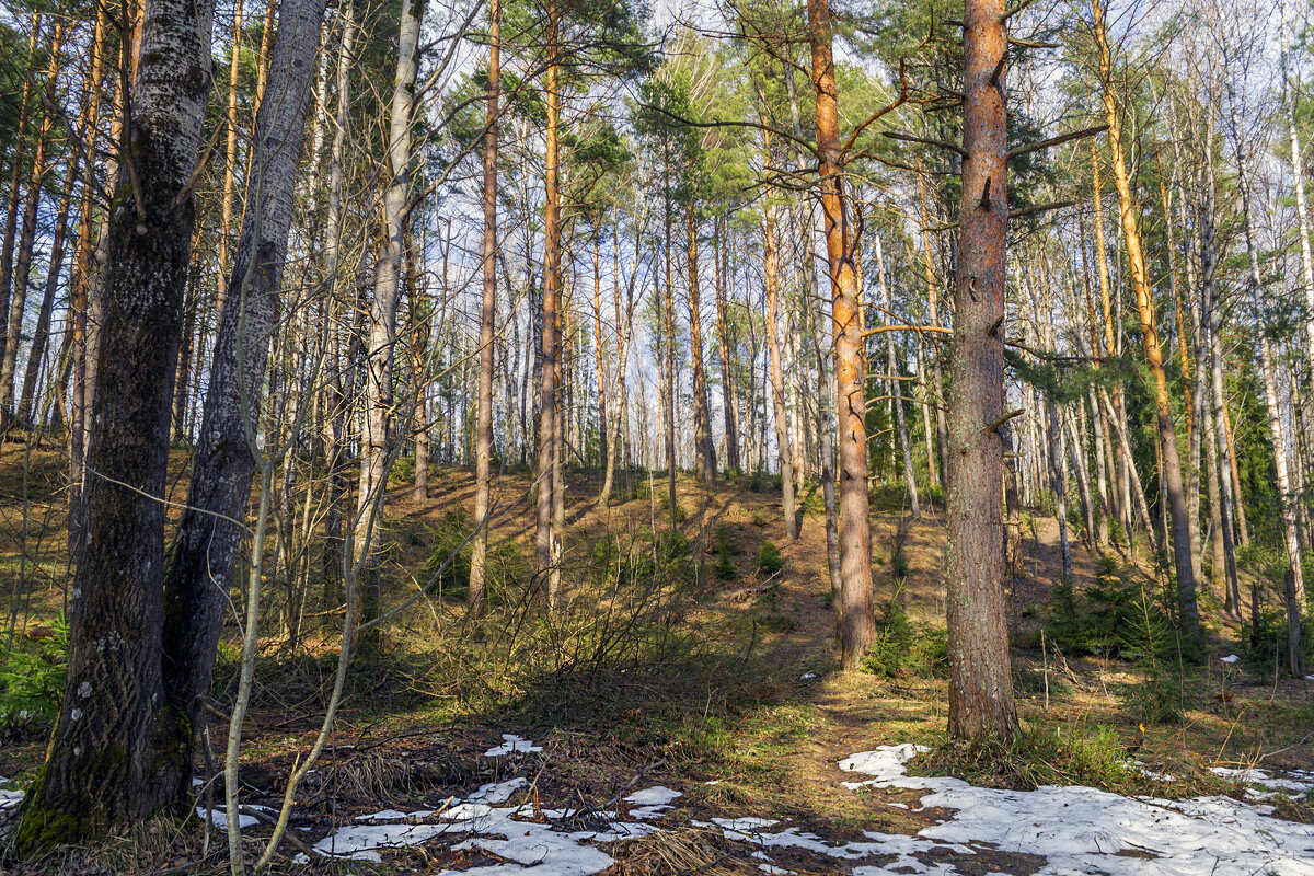 В апрельском лесу - Сергей Цветков В апрельском лесу - Сергей Цветков