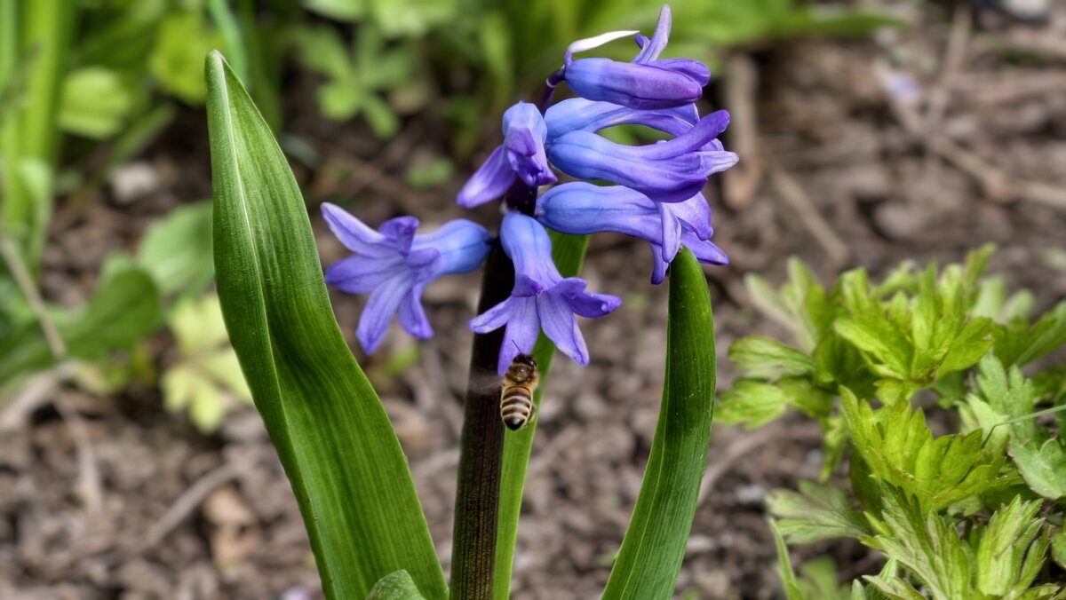 Пчёлка летит на цветочек - Мариша Тим