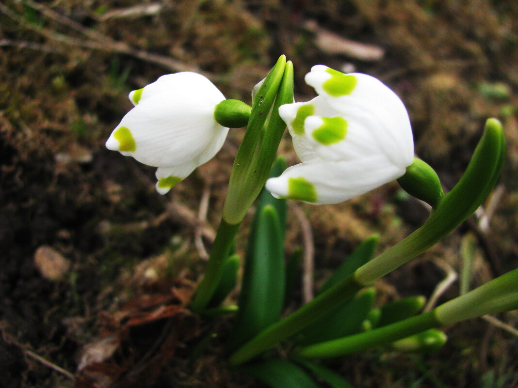 Красавчики - Людмила Смородинская Красавчики - Людмила Смородинская