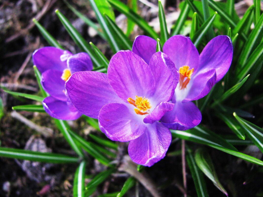 Нежная красота - Людмила Смородинская Нежная красота - Людмила Смородинская