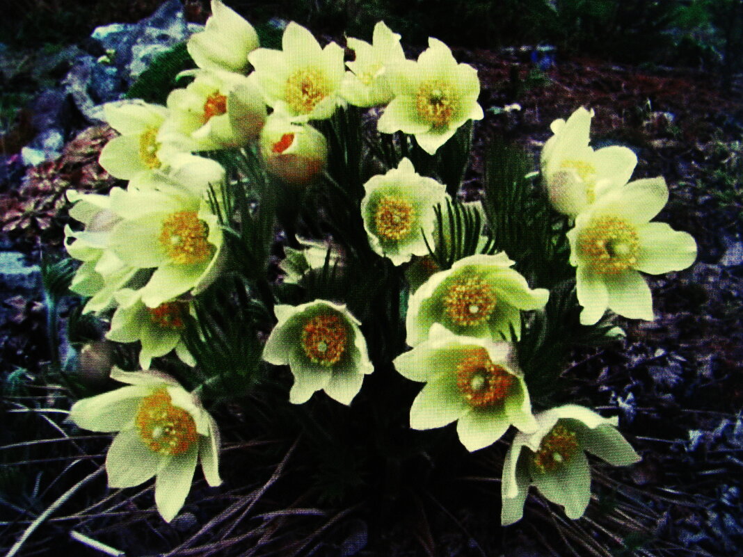 Солнечные красавцы - Людмила Смородинская Солнечные красавцы - Людмила Смородинская