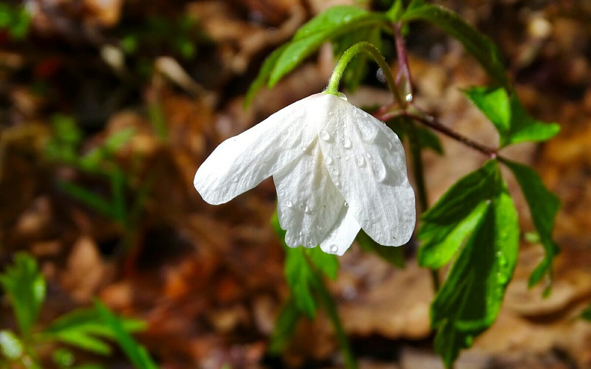 Ветреница под дождём. - Милешкин Владимир Алексеевич Ветреница под дождём. - Милешкин Владимир Алексеевич