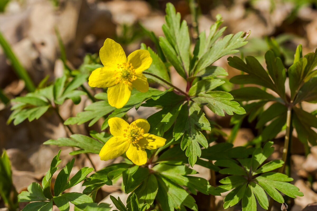 Пробуждение природы ... - Ravile 
