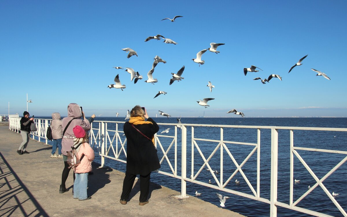 Люди и чайки - Наталья Герасимова
