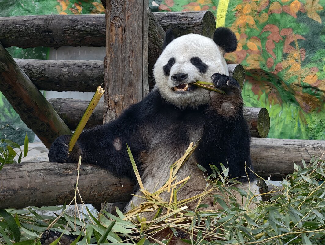 Панда Жуи - <<< Наташа >>>