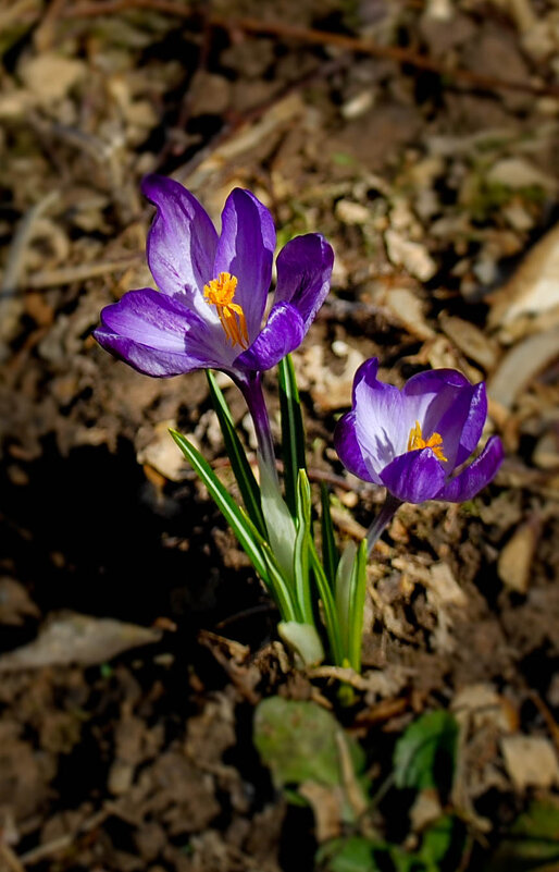 Первые - yav 110455