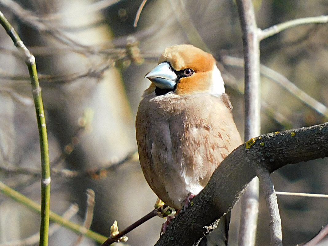 Дубонос - Лина 