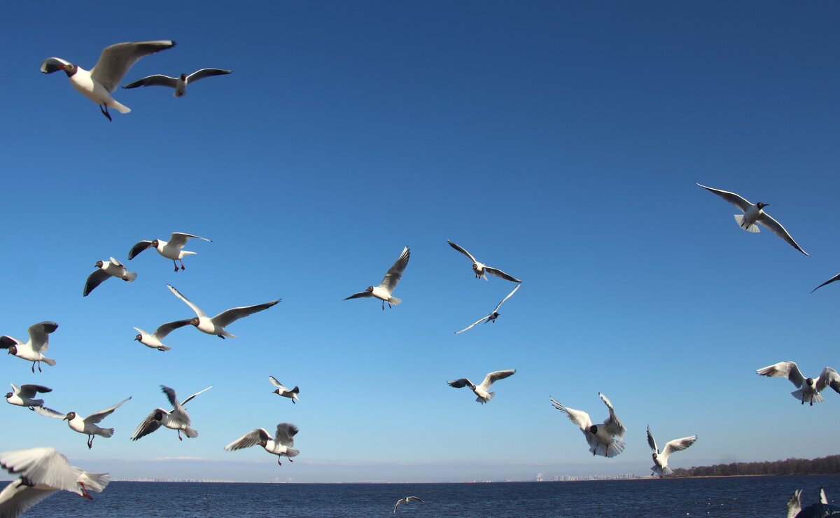 Чайки над Финским заливом - Наталья Герасимова Чайки над Финским заливом - Наталья Герасимова