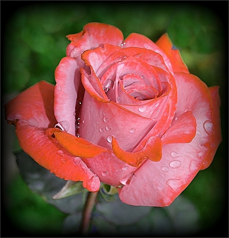 Розовая розочка из сада. - Наталья ***