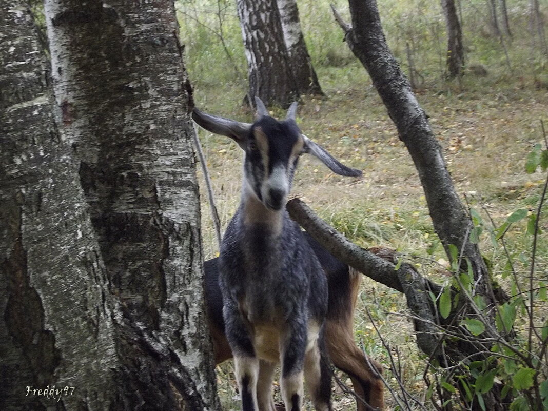 Привет! - Freddy 97