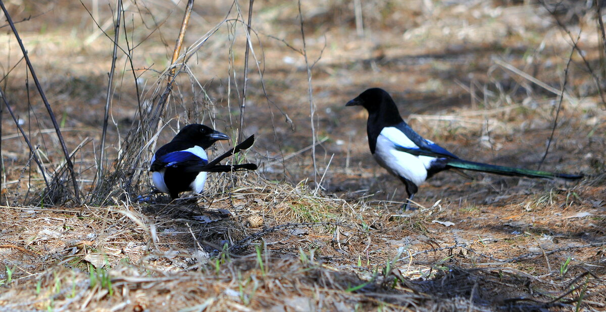 Две сороки бела боки...... - Анатолий Анищик Две сороки бела боки...... - Анатолий Анищик