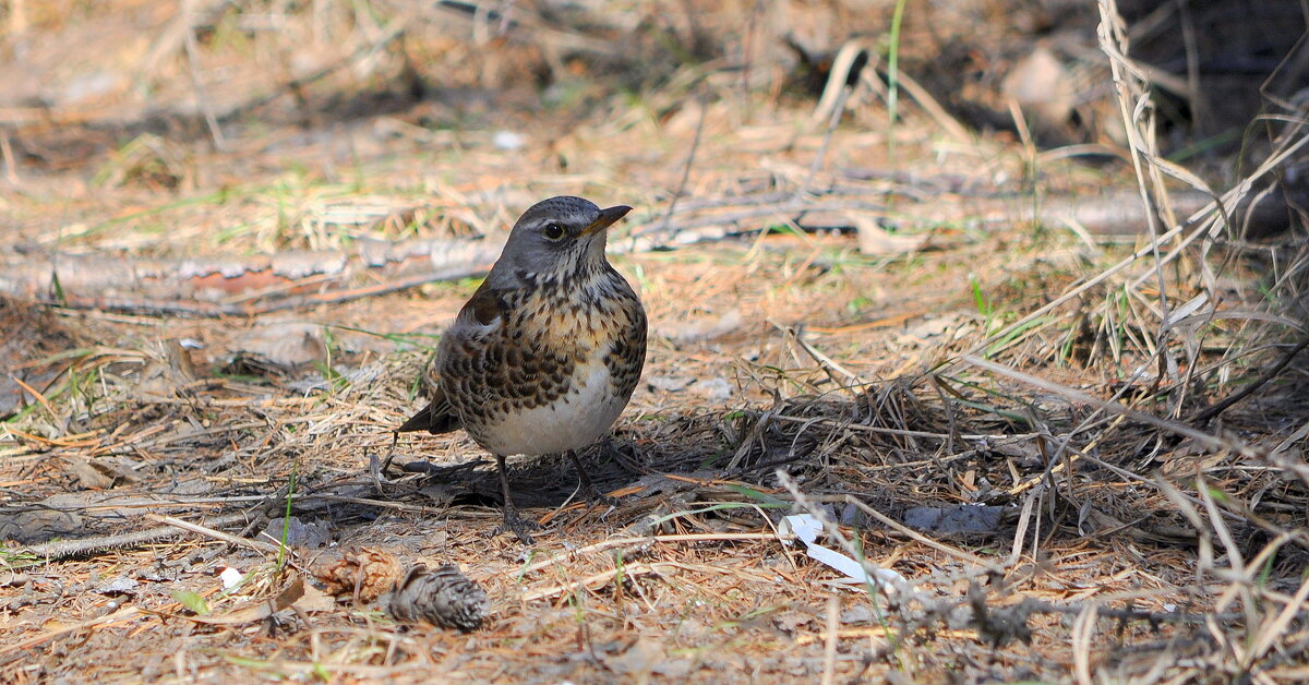 Кедровка...... - Анатолий Анищик Кедровка...... - Анатолий Анищик
