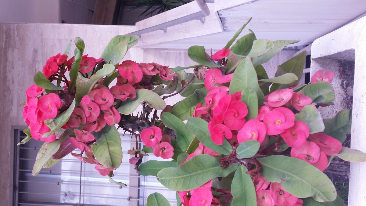 116 (10) - СТРЕН 